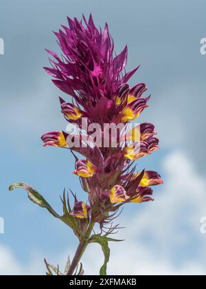 Blé vache (Melampyrum arvense) Campo Imperatore, Abruzzes, Italie juin. Banque D'Images