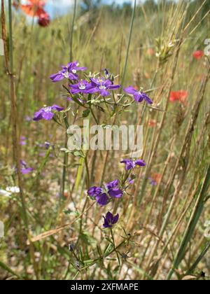 Fleur de verre de Vénus, (Legousia spéculum-veneris) avec d'autres mauvaises herbes de terres cultivées. Près de Norcia, Sibillini, Ombrie, Italie, juin. Banque D'Images