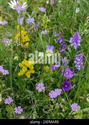 Fleurs de bord de route près de Castelluccio di Norcia (Ombrie), y compris le verre de Vénus (Legousia spéculum-veneris). Vesce (Vicia viullosa), Cranesbill (Géranium molle), panse des champs (Viola arvensis) Ombrie, Italie. Juillet. Banque D'Images