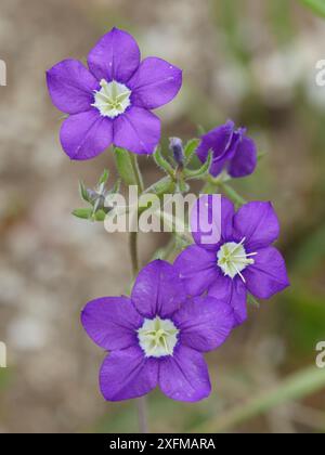 Le verre de Vénus (Legousia spéculum-veneris) est une mauvaise herbe de terre cultivée dont les fleurs s'ouvrent par beau temps. Près de Norcia, Sibillini, Ombrie, Italie. Juillet. Banque D'Images