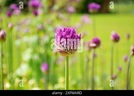 Bourgeon d'oignon persan, Allium Hollandicum Banque D'Images