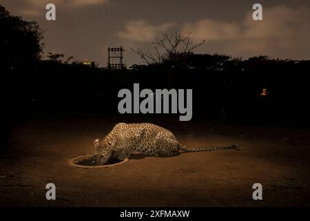 Léopard (Panthera pardus fusca) buvant dans un trou d'eau artificiel. Colonie de lait Aarey dans la zone tampon non officielle du parc national Sanjay Gandhi, Mumbai, Inde. Janvier 2016 Banque D'Images