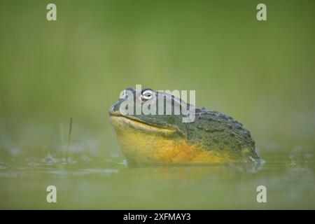 Tauaouon géant africain (Pyxicephalus adspersus) mâle dans un étang, réserve de gibier du Kalahari central. Botswana. Banque D'Images