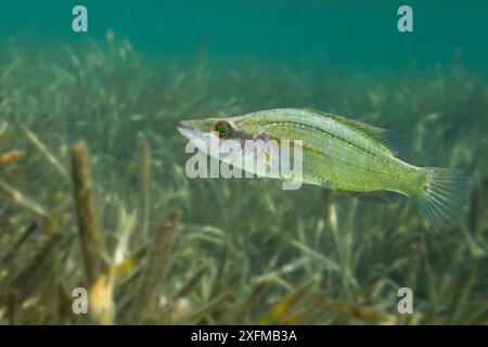 Le museau pointu (Symphodus rostratus) dans la prairie d'herbe de Neptune (Posidonia oceanica), mer Méditerranée occidentale, Ibiza site du patrimoine mondial de l'UNESCO, Espagne. Banque D'Images