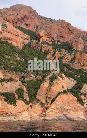 Arbres et végétation de maquis poussant dans les ravins et les fissures sur le promontoire rocheux volcanique escarpé du cap Senino entre les golfes de Girolata et Porto, partie d'un site du patrimoine mondial naturel de l'UNESCO dans le Parc National de Corse (Parc naturel régional de Corse), Corse, France, mai 2010. Banque D'Images