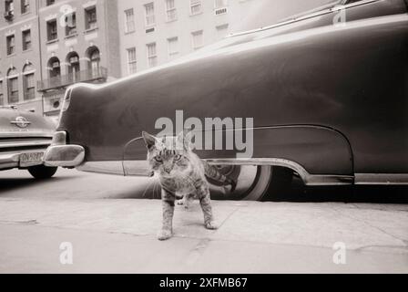 Photo vintage de chat sur le trottoir dans la rue de New Yourk. Mai 1959 par Angelo Rizzuto. Banque D'Images