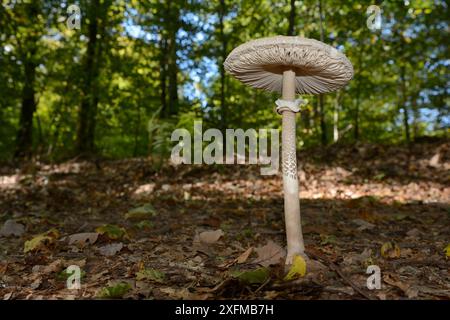 Champignon parasol (Macrolepiota procera) Vosges, France Banque D'Images