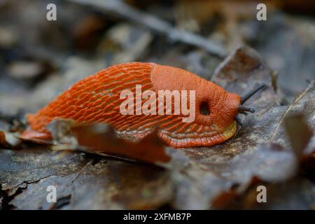 Limace rouge (Arion rufus) Vosges, France, septembre. Banque D'Images