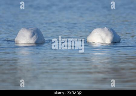 Cygne de Bewicks (Cygnus columbianus bewickii) alimentation de deux, Champagne, France, novembre. Banque D'Images