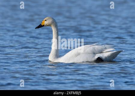 Profil du cygne de Bewicks (Cygnus columbianus bewickii), Cygnes de Bewick, Champagne, France, novembre. Banque D'Images