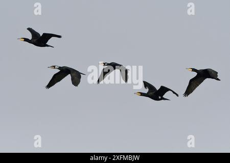 Grand cormoran (Phalacrocorax carbo) cinq en vol, Champagne, France. Février. Banque D'Images