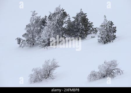 Arbres dans la neige sur Mont-Aigoual, Parc National des Cévennes, France, mars 2016. Banque D'Images