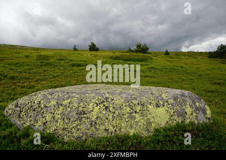 Paysage sur Mont-Lozere, parc national des Cévennes, en France, en juillet. Banque D'Images