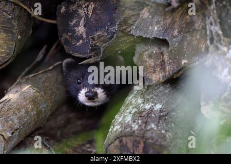 Polecat (Mustela putorius) en tas de billes, Vosges, France, été 2016 Banque D'Images