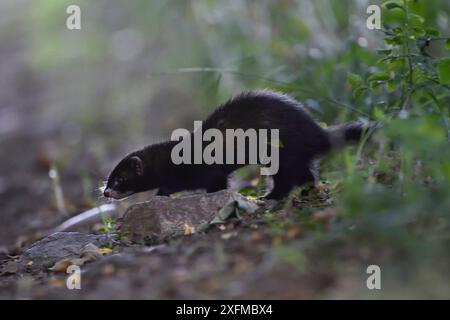 Polecat (Mustela putorius) Vosges, France, août. Banque D'Images