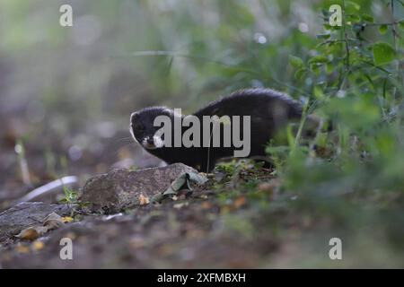 Polecat (Mustela putorius) Vosges, France, août Banque D'Images