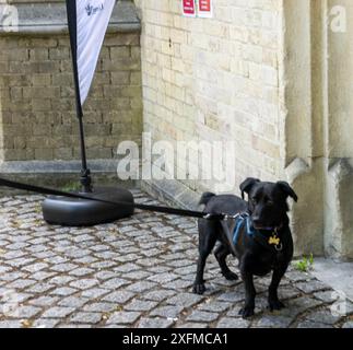 Brentwood Essex 4 juillet 2024 chiens dans un bureau de vote Brentwood Essex crédit : Ian Davidson/Alamy Live News Banque D'Images