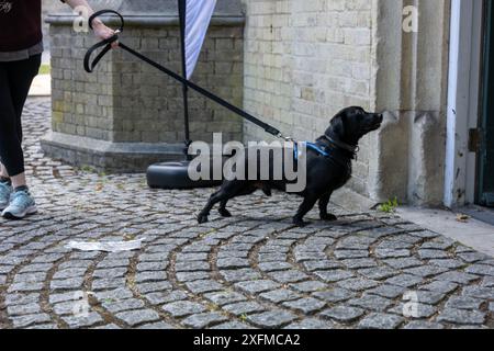 Brentwood Essex 4 juillet 2024 chiens dans un bureau de vote Brentwood Essex crédit : Ian Davidson/Alamy Live News Banque D'Images