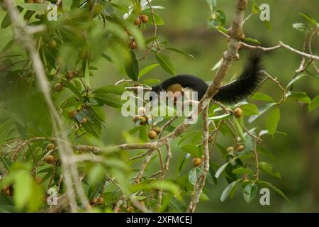 Écureuil de Prevost (Callosciurus prevostii) dans un figuier étrangleur (Ficus dubia) dans la canopée de la forêt tropicale, Gunung Palung National Park, Bornéo. Banque D'Images