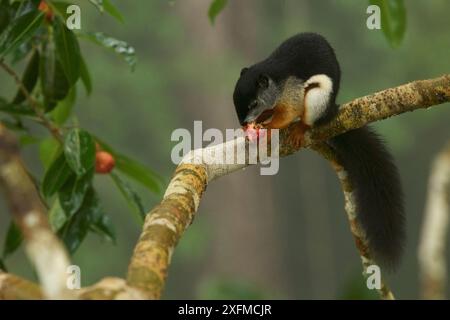 Écureuil de Prevost (Callosciurus prevostii) se nourrissant de figues de la figue étrangleuse (Ficus dubia) Gunung Palung National Park, Bornéo Banque D'Images