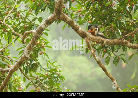 Écureuil de Prevost (Callosciurus prevostii) se nourrissant de figues dans la canopée d'un figuier étrangleur (Ficus dubia), parc national de Gunung Palung, Bornéo. Banque D'Images