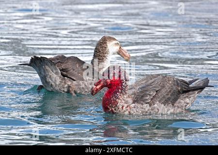 Deux pétrels géants du Nord (Macronectes halli) sur l'eau, l'un avec un visage ensanglanté provenant d'une carcasse d'éléphant de mer, Gold Harbour, Géorgie du Sud, Antarctique. Octobre. Banque D'Images