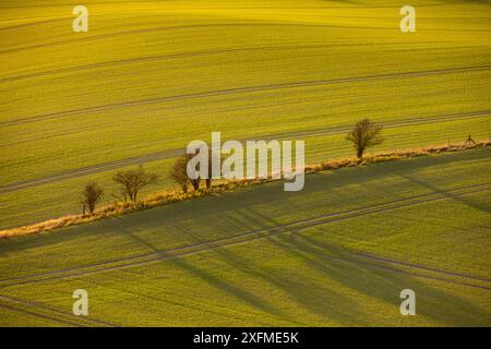 Faible lumière d'hiver arbre long casting shadows sur les champs, Buckinghamshire, Angleterre, novembre 2015. Banque D'Images