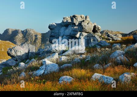 Les rochers et la végétation dans les montagnes Hottentots Holland, Western Cape, Afrique du Sud, décembre 2014. Banque D'Images