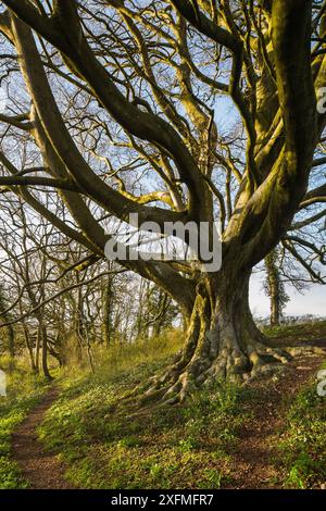 Hêtre (Fagus sylvatica), Milborne Wick Woods, Somerset, Angleterre, Royaume-Uni juillet avril 2015. Séquence Banque D'Images