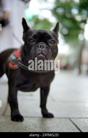 petit chien bouledogue noir regardant la caméra Banque D'Images