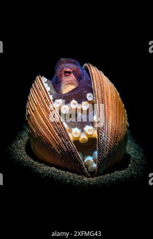 Poulpe veiné (Amphioctopus marginatus) abritant dans une vieille coquille de palourde en projecteur sur le fond marin sablonneux. Bitung, Sulawesi du Nord, Indonésie. Détroit de Lembeh, mer des Moluques. Banque D'Images