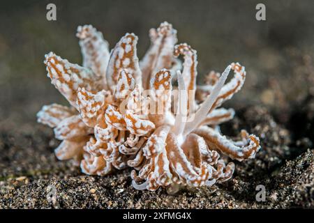 La nudibranche (Phyllodesmium jakobsenae) se déplace à travers le sable entre les colonies coralliennes dont elle se nourrit. Les cerata de cette espèce sont modifiés pour ressembler aux polypes de sa proie Xenia sp. corail mou. Cela aide à protéger la limace des prédateurs à la fois lorsqu'elle est sur sa proie et lorsqu'elle se déplace entre les colonies. Bitung, Sulawesi du Nord, Indonésie. Détroit de Lembeh, mer des Moluques. Banque D'Images