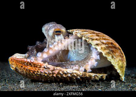 Poulpe veiné (Amphioctopus marginatus) abrité dans une vieille coquille de palourde sur le fond marin sablonneux. Bitung, Sulawesi du Nord, Indonésie. Détroit de Lembeh, mer des Moluques. Banque D'Images