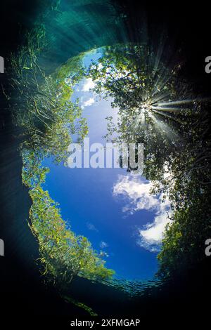 La lumière du soleil filtre à travers les feuilles d'un mangrove rouge (Rhizophora mangle). Casa Cenote, Tulum, Quintana Roo, Yucatan, Mexique. Banque D'Images