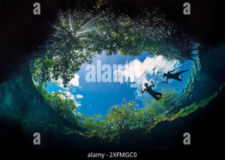 Deux plongeurs nagent dans l'eau d'un cénote (un évier d'eau douce), tandis que la lumière du soleil filtre à travers les feuilles d'un mangrove rouge (mangle Rhizophora). Casa Cenote, Tulum, Quintana Roo Yucatan, Mexique. Casa Cenote, Tulum, Quintana Roo, Yucatan, Mexique. Banque D'Images