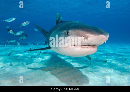 Un grand requin tigre femelle (Galeocerdo cuvier) en eau peu profonde. Little Bahama Bank, Bahamas. Océan Atlantique Ouest tropical. Banque D'Images