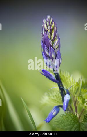 Fleur unique de Bluebell (Hyacinthoides non-scripta) en bourgeon, Dorset, Angleterre, Royaume-Uni, avril. Banque D'Images