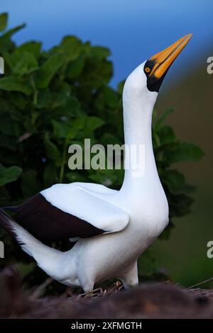 Masqué (Sula dactylatra) dans le comportement de cour, Clarion Island, réserve de biosphère de l'archipel de Revillagigedo / archipel de Revillagigedo site du patrimoine mondial naturel de l'UNESCO (îles Socorro), Océan Pacifique, Mexique occidental, février Banque D'Images