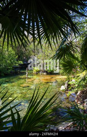 Cenote jardin del Eden, Playa del Carmen City, Quintana Roo. Mexique, mars 2017. Banque D'Images