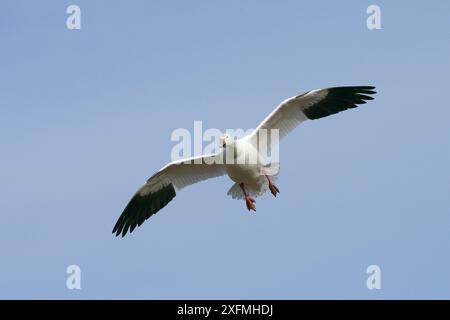 OIE des neiges (Anser caerulescens), en vol, Bosque del Apache, Nouveau Mexique, États-Unis Banque D'Images