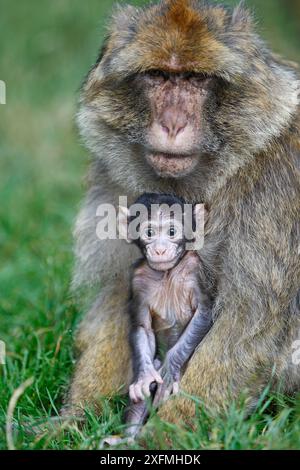 Macaque barbaresque (Macaca sylvanus), nourrisson et adulte mâle, la montagne des singes, Alsace, France, captif Banque D'Images