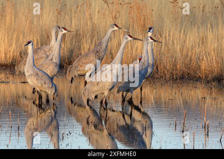 Groupe de grues de sable (Grus canadensis) dans les marais, hiver, Bosque del Apache National Wildlife refuge, Nouveau-Mexique, États-Unis. Banque D'Images