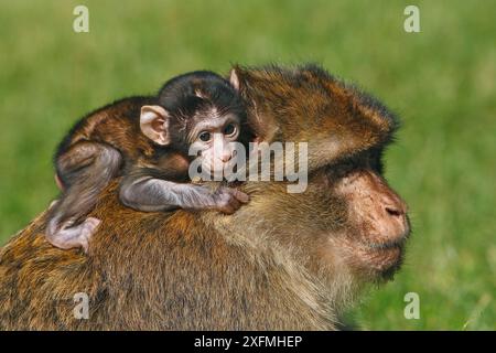 Macaque barbaresque (Macaca sylvanus), bébé accroché à l'adulte, la montagne des singes, Alsace, France, captif Banque D'Images