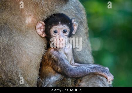 Macaque barbaresque (Macaca sylvanus), bébé avec adulte, la montagne des singes, Alsace, France, captif. Banque D'Images