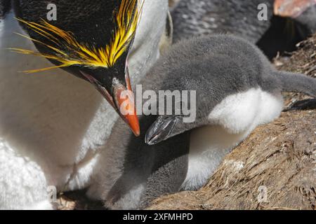 Manchot macaroni (Eudyptes chrysolophus), adulte et bébé au nid, Cooper Bay, Géorgie du Sud Banque D'Images