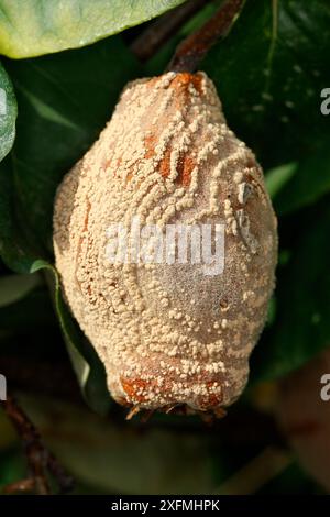 Coings pourris (Cydonia oblonga) par champignons (Monilia fructigena / Monilia linhartiana) Alsace, France Banque D'Images