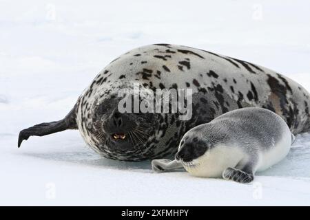 Phoque à capuchon (Cystophora cristata), femelle et chiot, Îles-de-la-Madeleine, Canada Banque D'Images