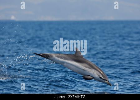 Brèche de dauphin rayé (Stenella coeruleoalba), détroit de Gibraltar, Espagne Banque D'Images