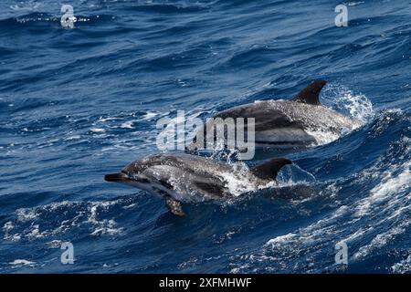 Brèche de dauphin rayé (Stenella coeruleoalba), détroit de Gibraltar, Espagne Banque D'Images