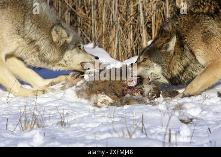 Loup gris (Canis lupus), hurlant de manière protectrice sur la carcasse, captif, États-Unis Banque D'Images